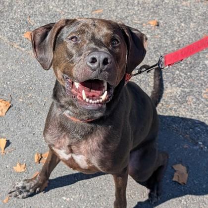 Goose, Adoptable, Adult Male Labrador Retriever & Mixed Breed.