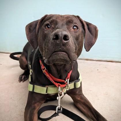 Goose, a Adoptable mixed breed in Richmond, VA image 2/3