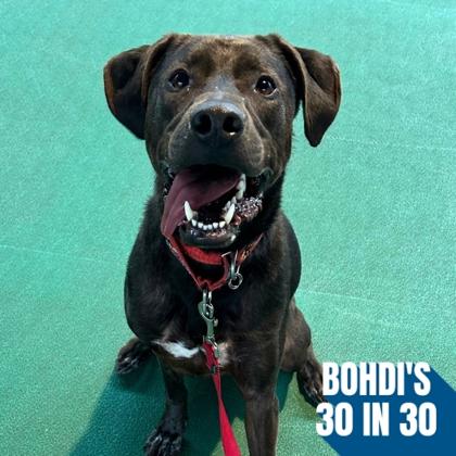 Goose, a Adoptable mixed breed in Richmond, VA image 3/3