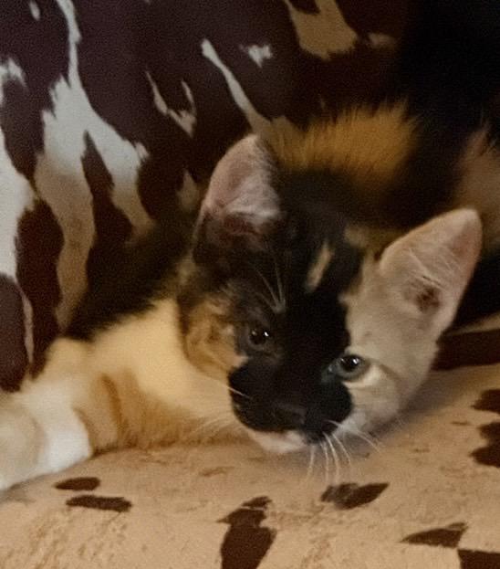 Brownie, adopted, Young Female Domestic Short Hair.