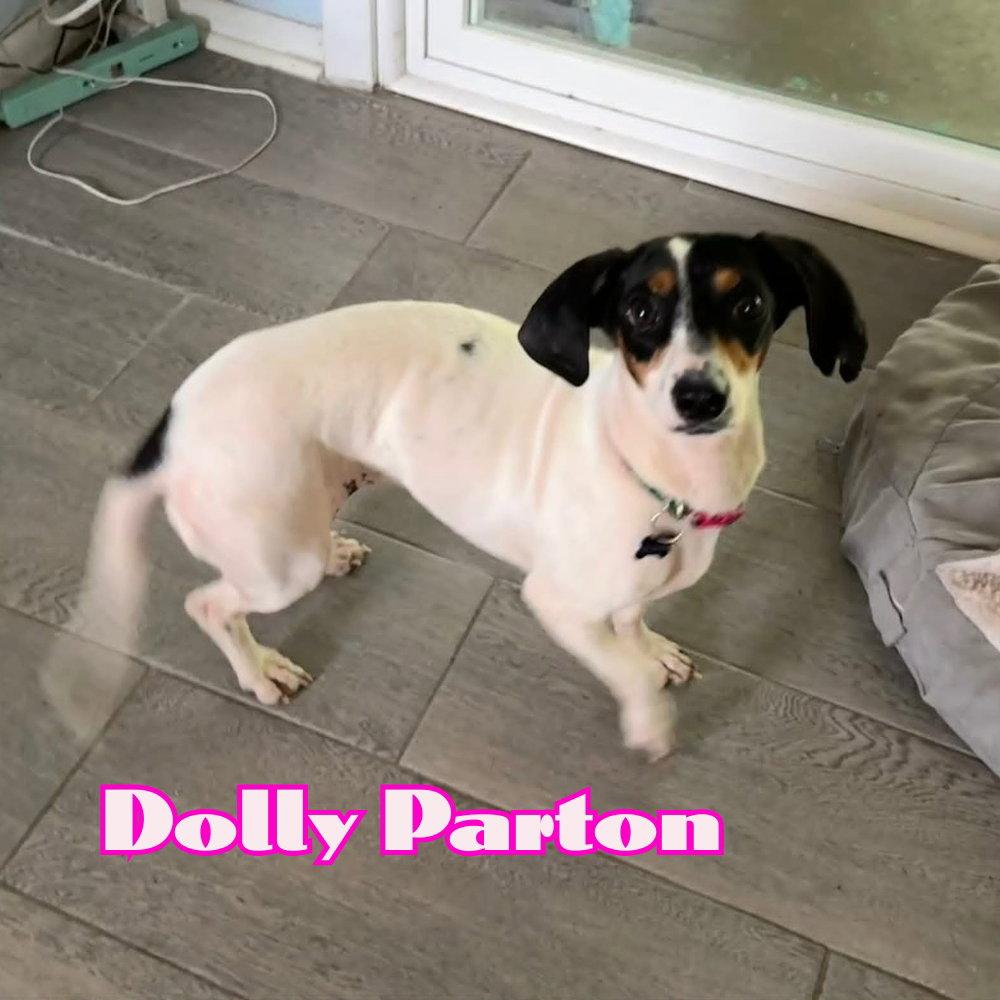 Dolly Parton, a Adoptable Dachshund in San Antonio, TX image 1/3