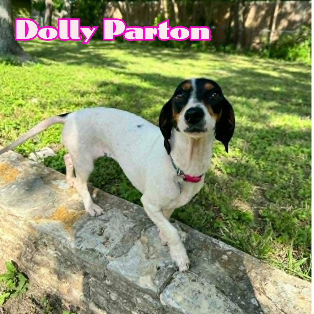 Dolly Parton, a Adoptable Dachshund in San Antonio, TX image 2/3