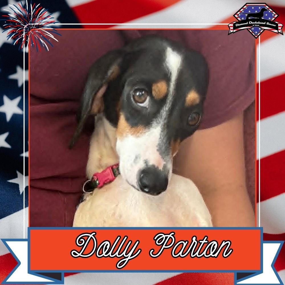Dolly Parton, a Adoptable Dachshund in San Antonio, TX image 3/3