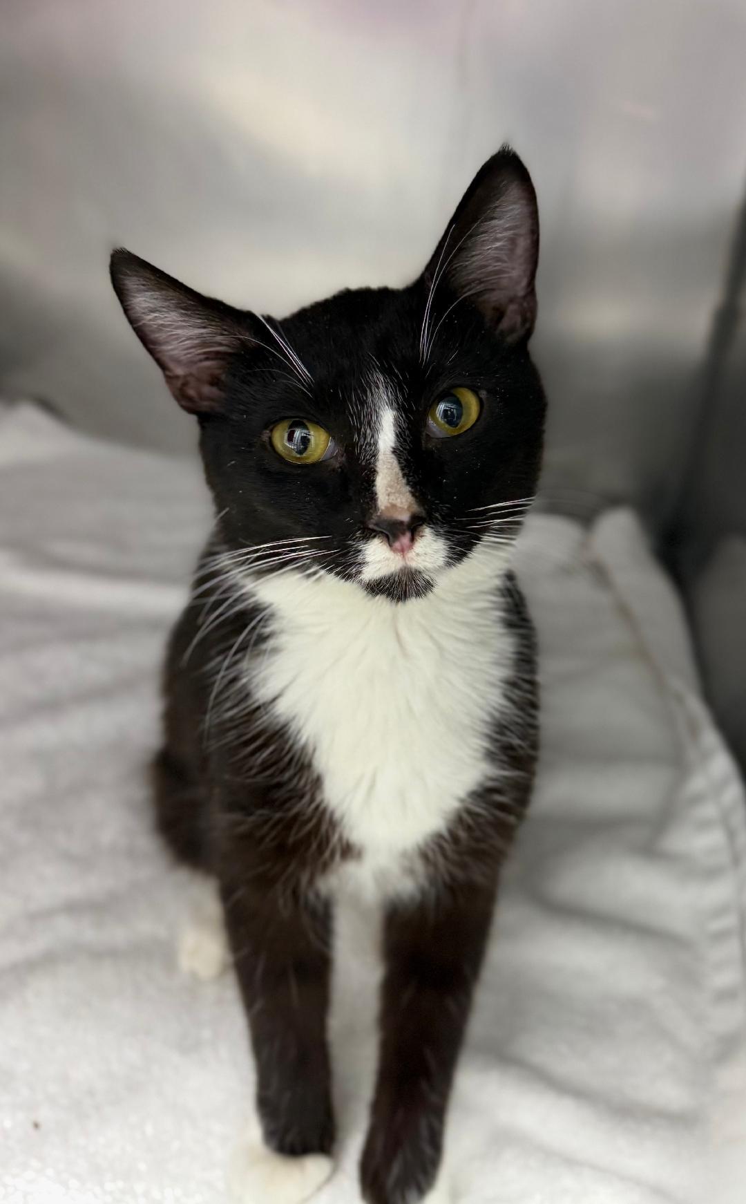 Morgan, ADOPTABLE, Young Male Domestic Short Hair.