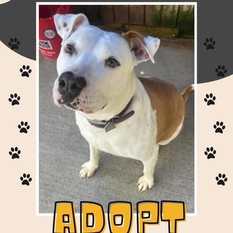 Nahla, Adoptable, Adult Female American Staffordshire Terrier.