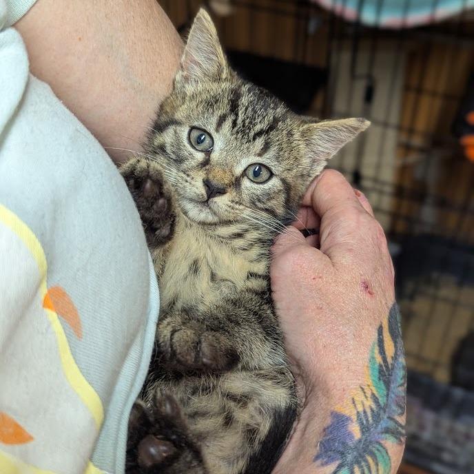 Tadpole, Adoptable, Kitten Male Domestic Short Hair.