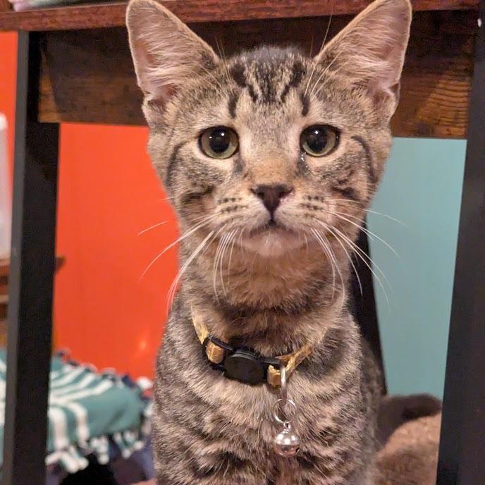 Enlarge Tadpole, a Adoptable Domestic Short Hair in Johnstown, PA image 1/6