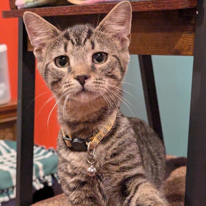 Enlarge Tadpole, a Adoptable Domestic Short Hair in Johnstown, PA image 3/6