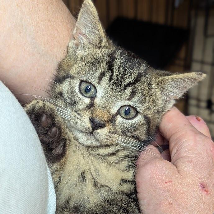 Tadpole, a Adoptable Domestic Short Hair in Johnstown, PA image 2/3