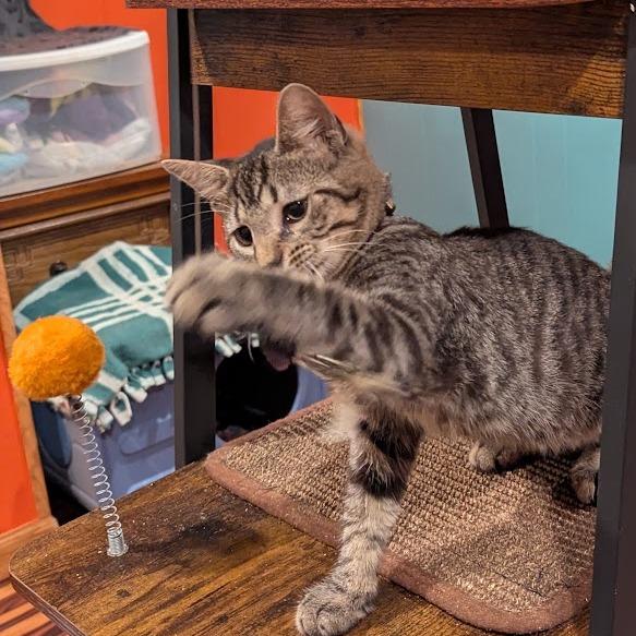 Enlarge Tadpole, a Adoptable Domestic Short Hair in Johnstown, PA image 5/6