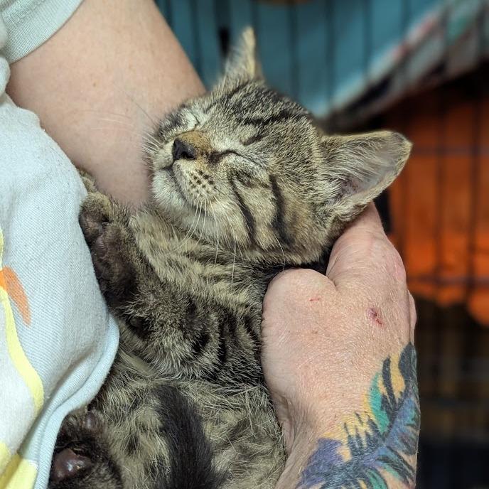 Tadpole, a Adoptable Domestic Short Hair in Johnstown, PA image 3/3
