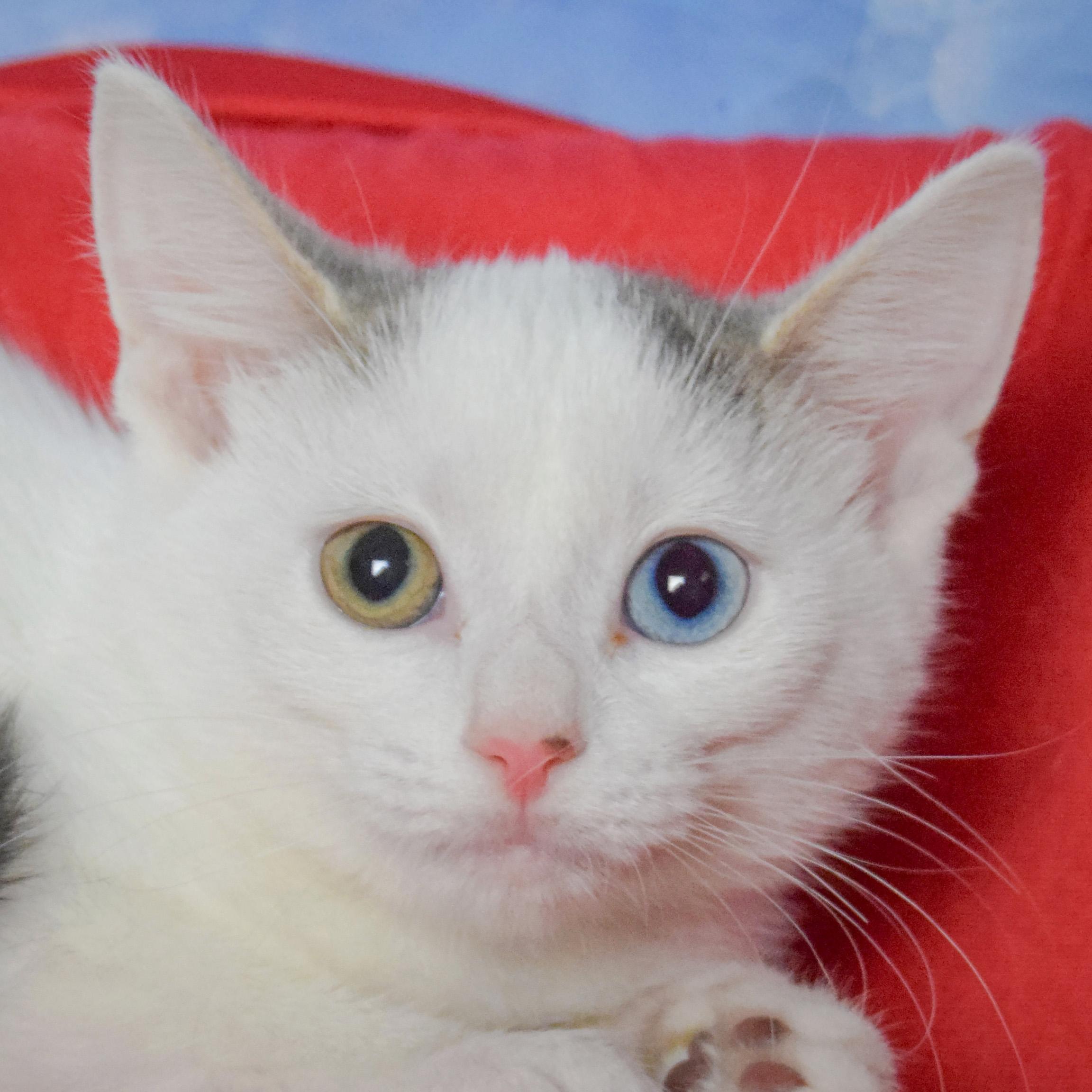 Enlarge April, a Adopted mixed breed in Huntley, IL image 1/3