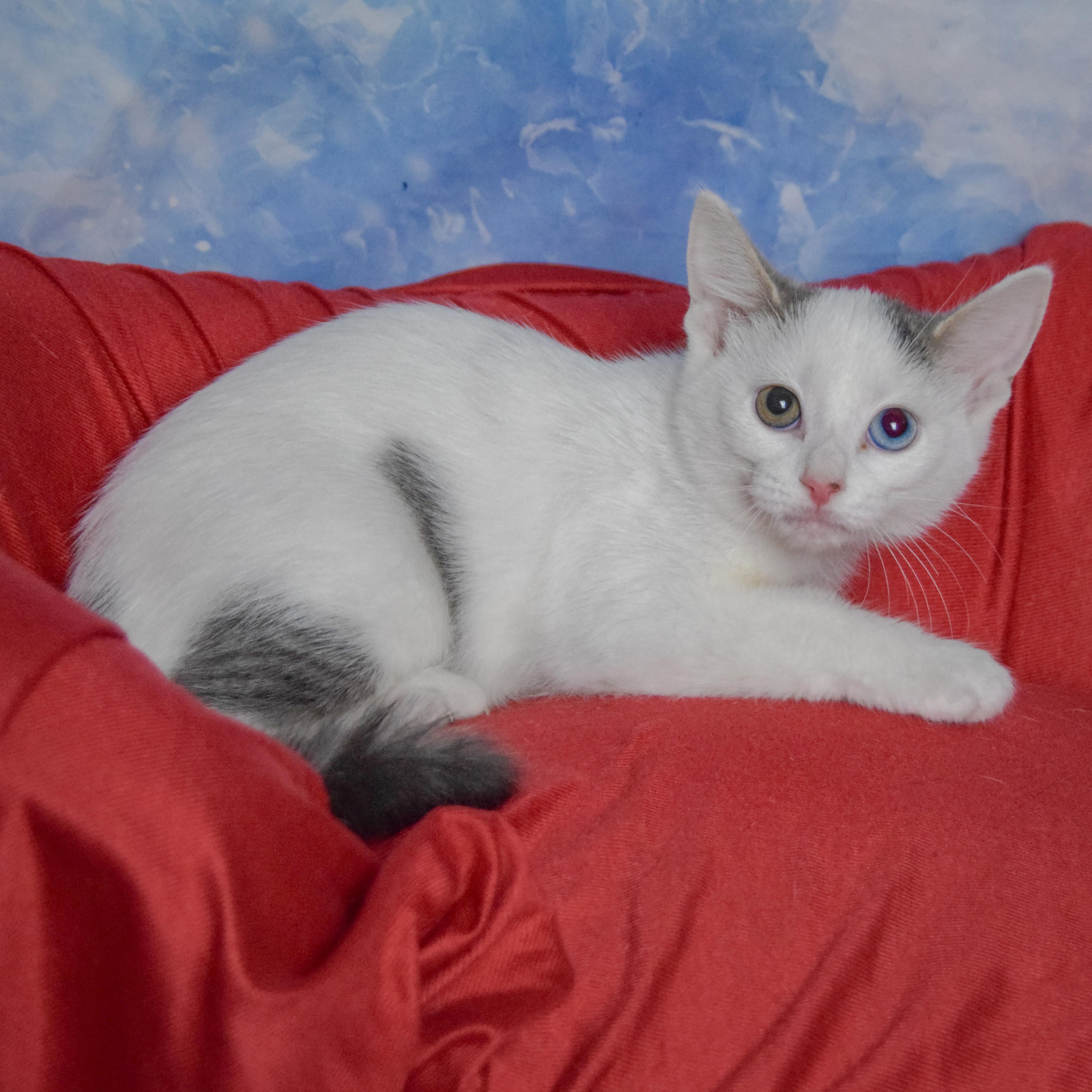 Enlarge April, a Adopted mixed breed in Huntley, IL image 3/3