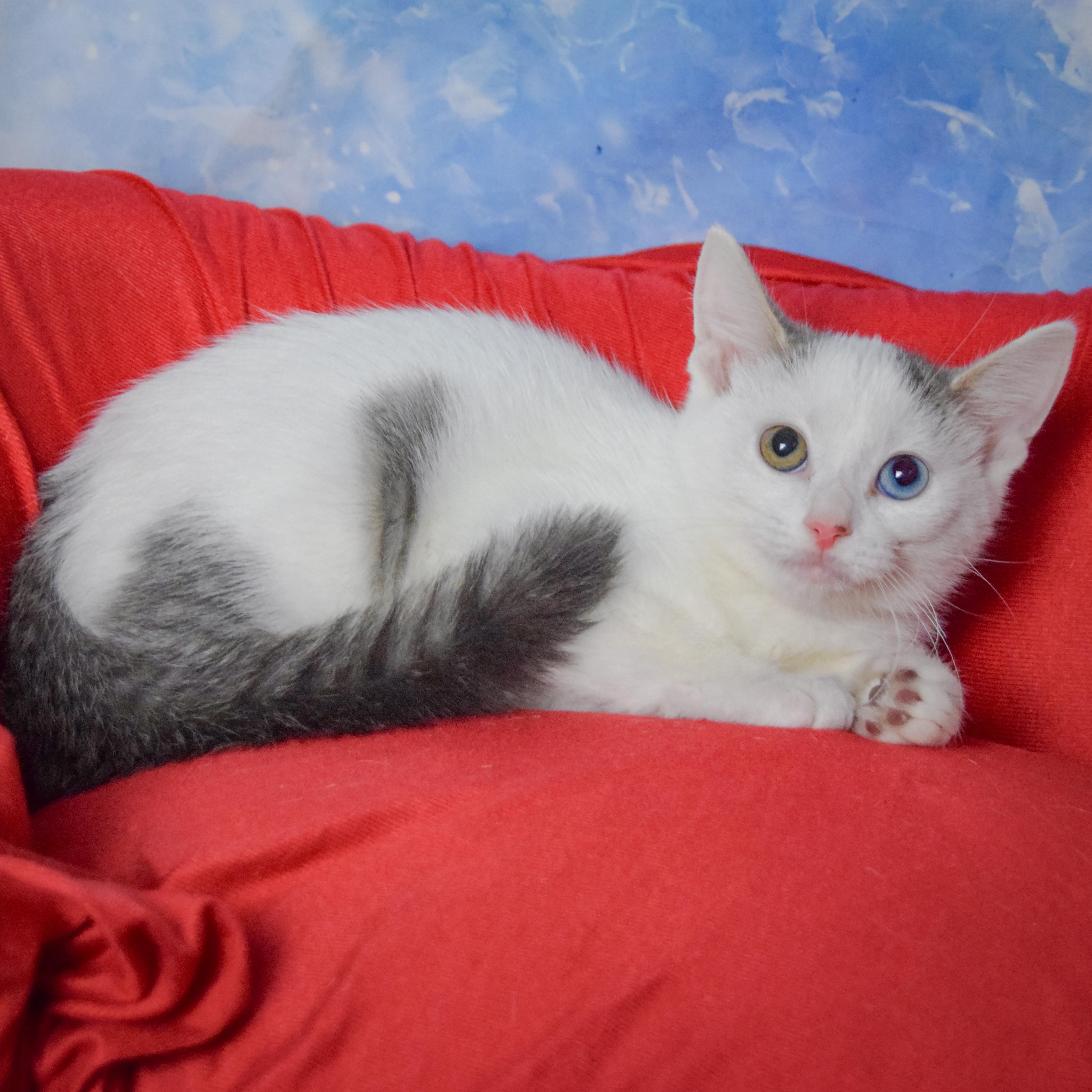 Enlarge April, a Adopted mixed breed in Huntley, IL image 2/3