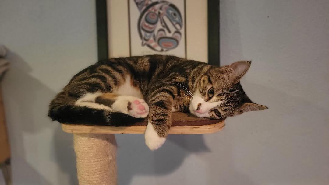 Enlarge Gino, an adopted mixed breed in Gladstone, OR image 2/6