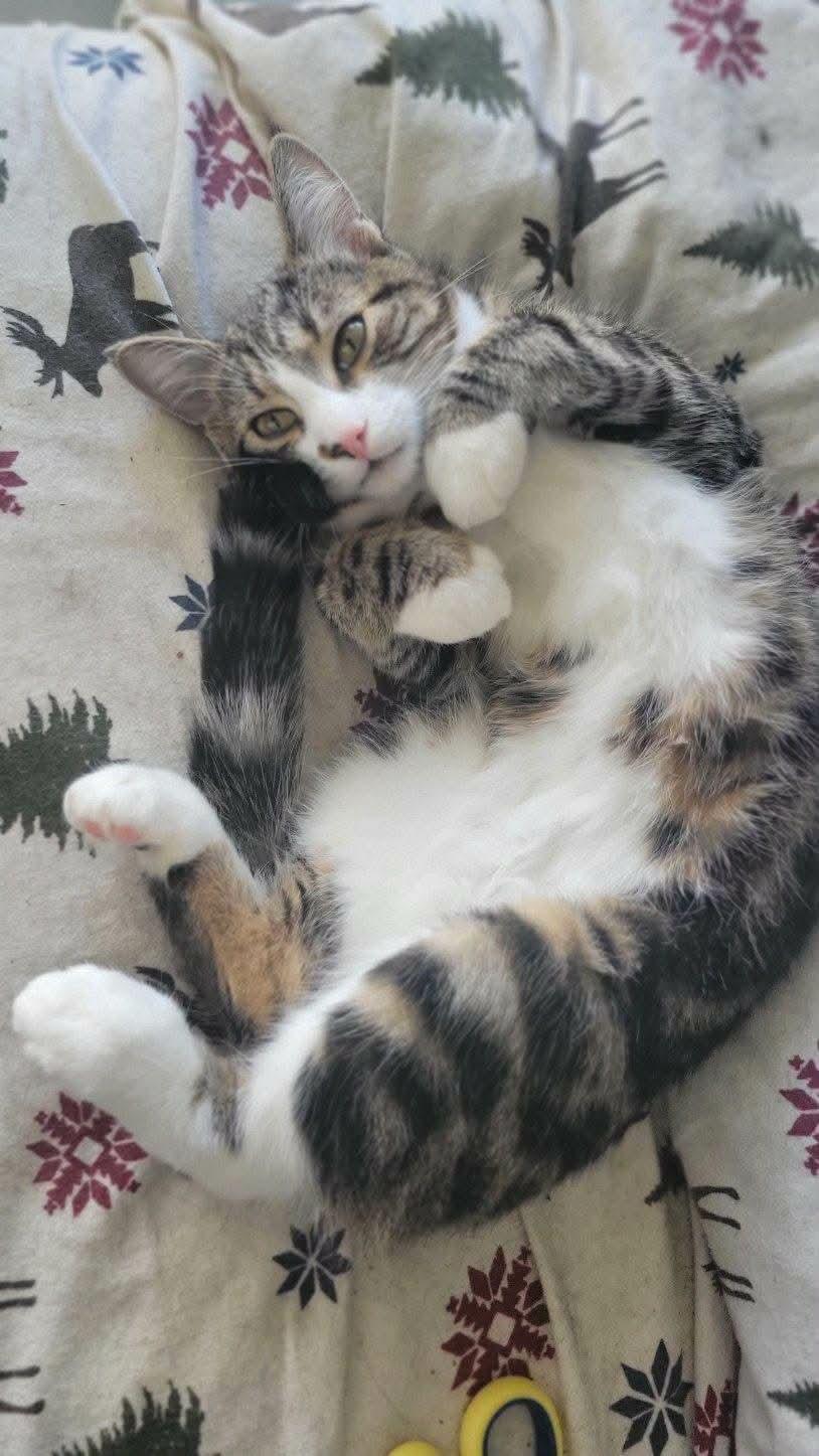 Enlarge Gino, an adopted mixed breed in Gladstone, OR image 5/6