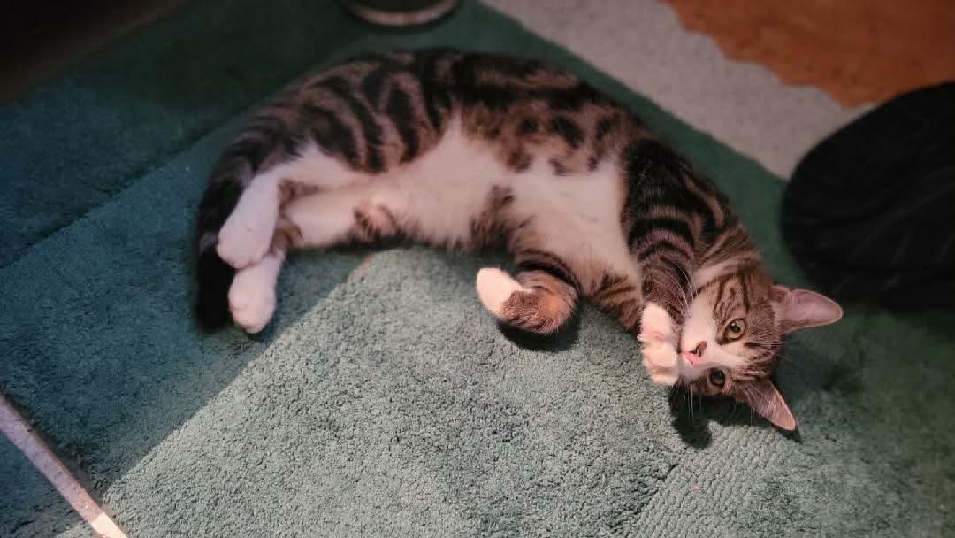 Enlarge Gino, an adopted mixed breed in Gladstone, OR image 3/6