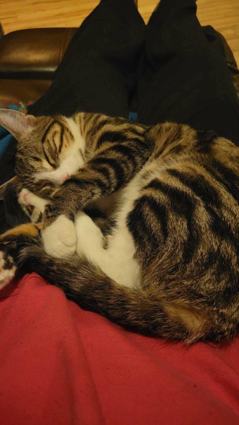 Enlarge Gino, an adopted mixed breed in Gladstone, OR image 6/6