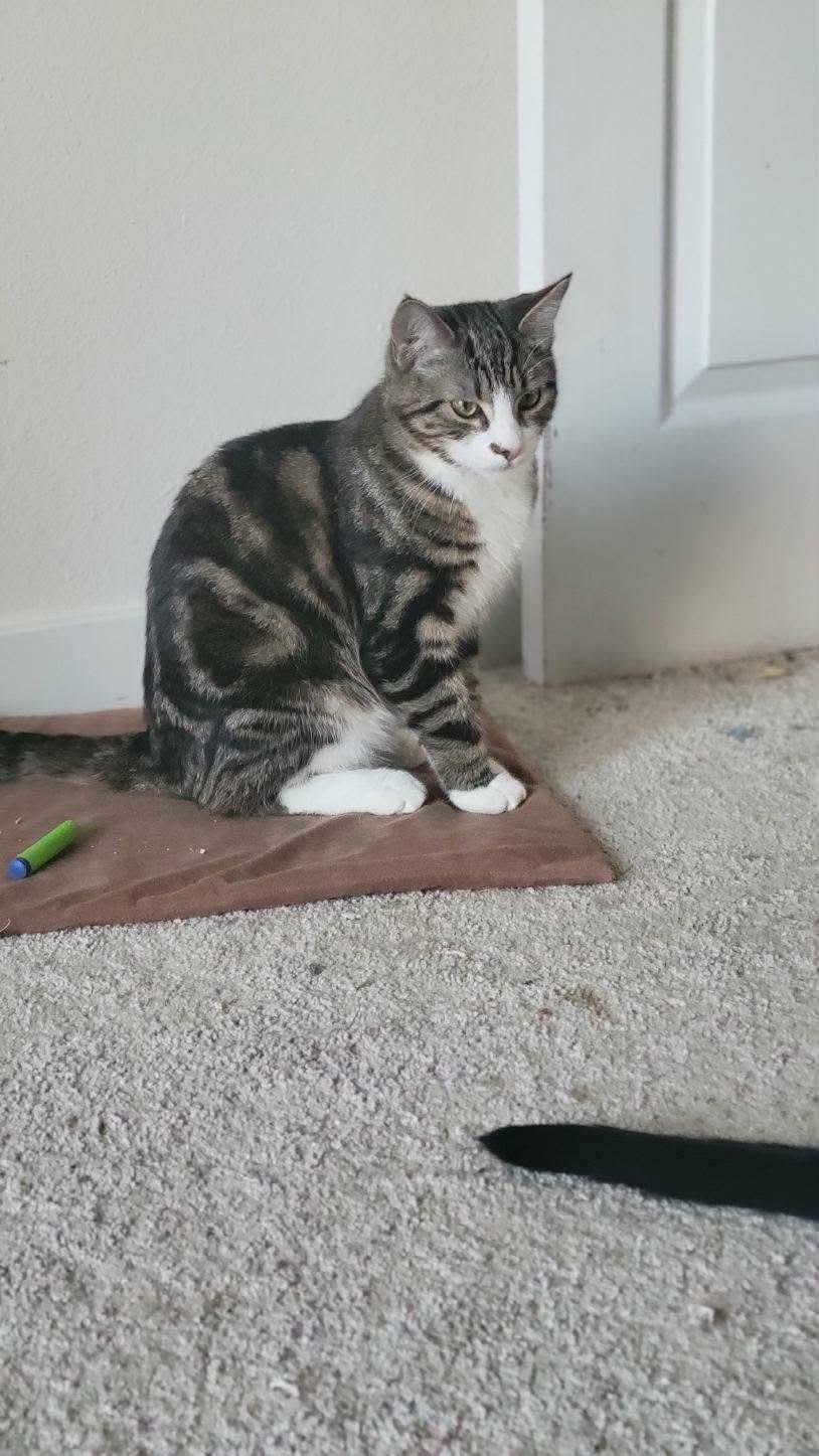 Enlarge Gino, an adopted mixed breed in Gladstone, OR image 4/6