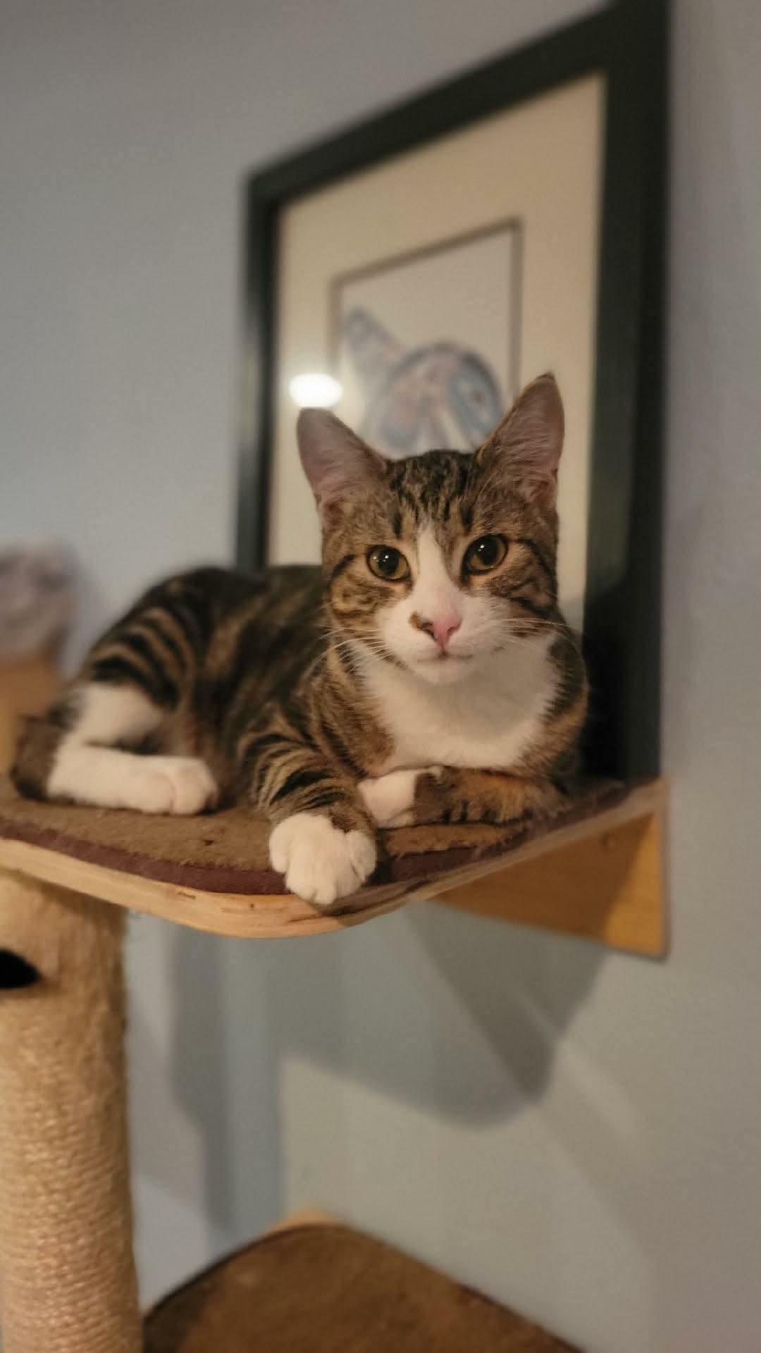 Gino, adopted, Kitten Male Tabby & Domestic Short Hair.