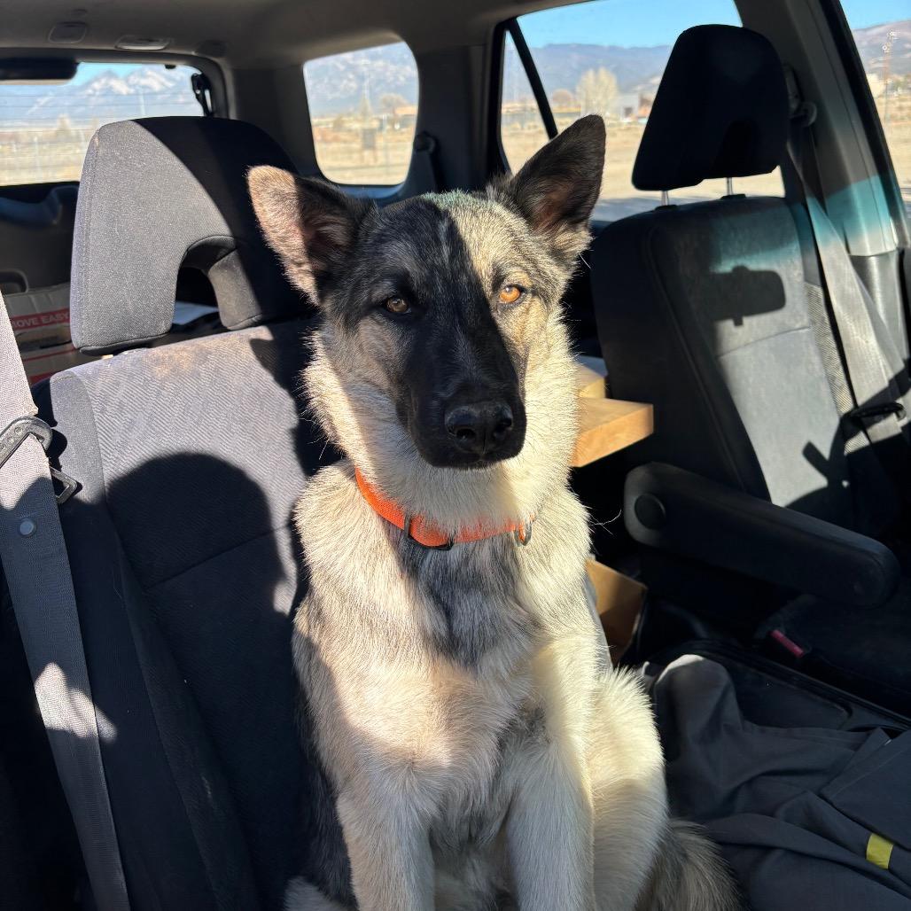 Enlarge Apollo, a Adoptable mixed breed in Taos, NM image 1/1