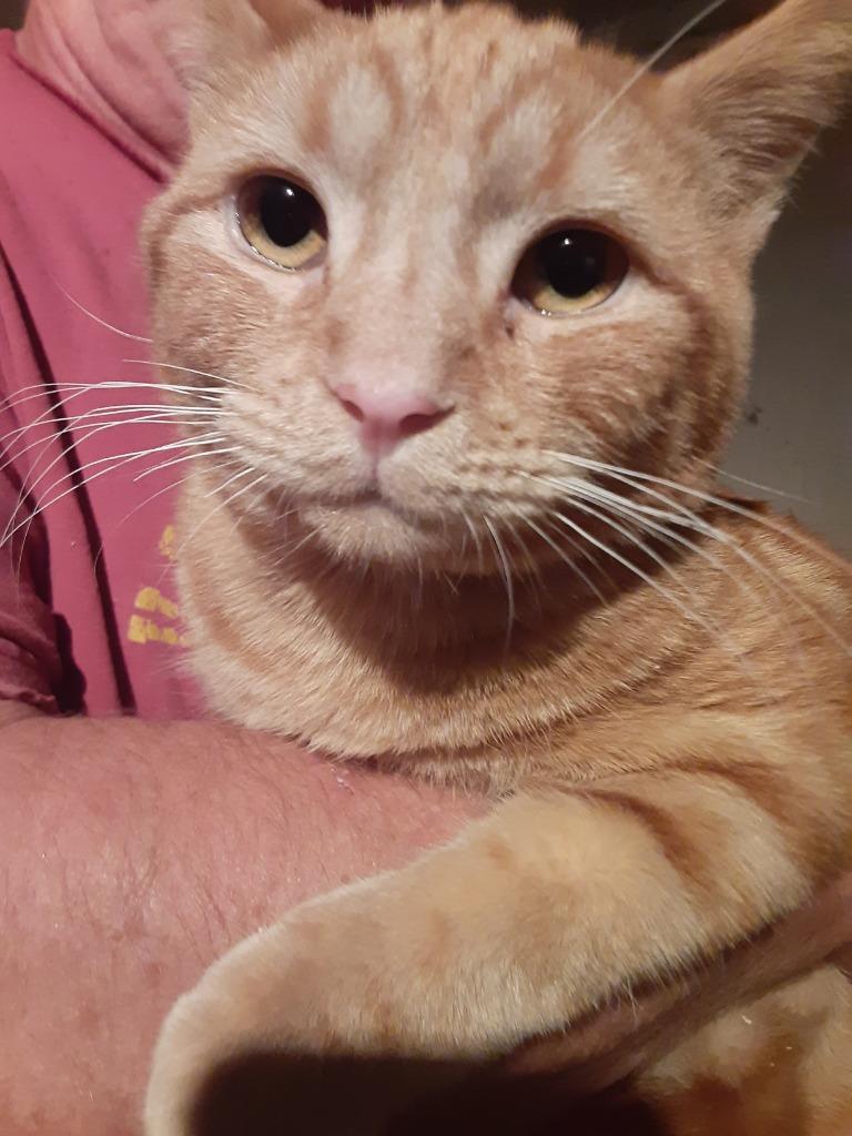 Walter Orange, Adoptable, Kitten Male Domestic Short Hair.