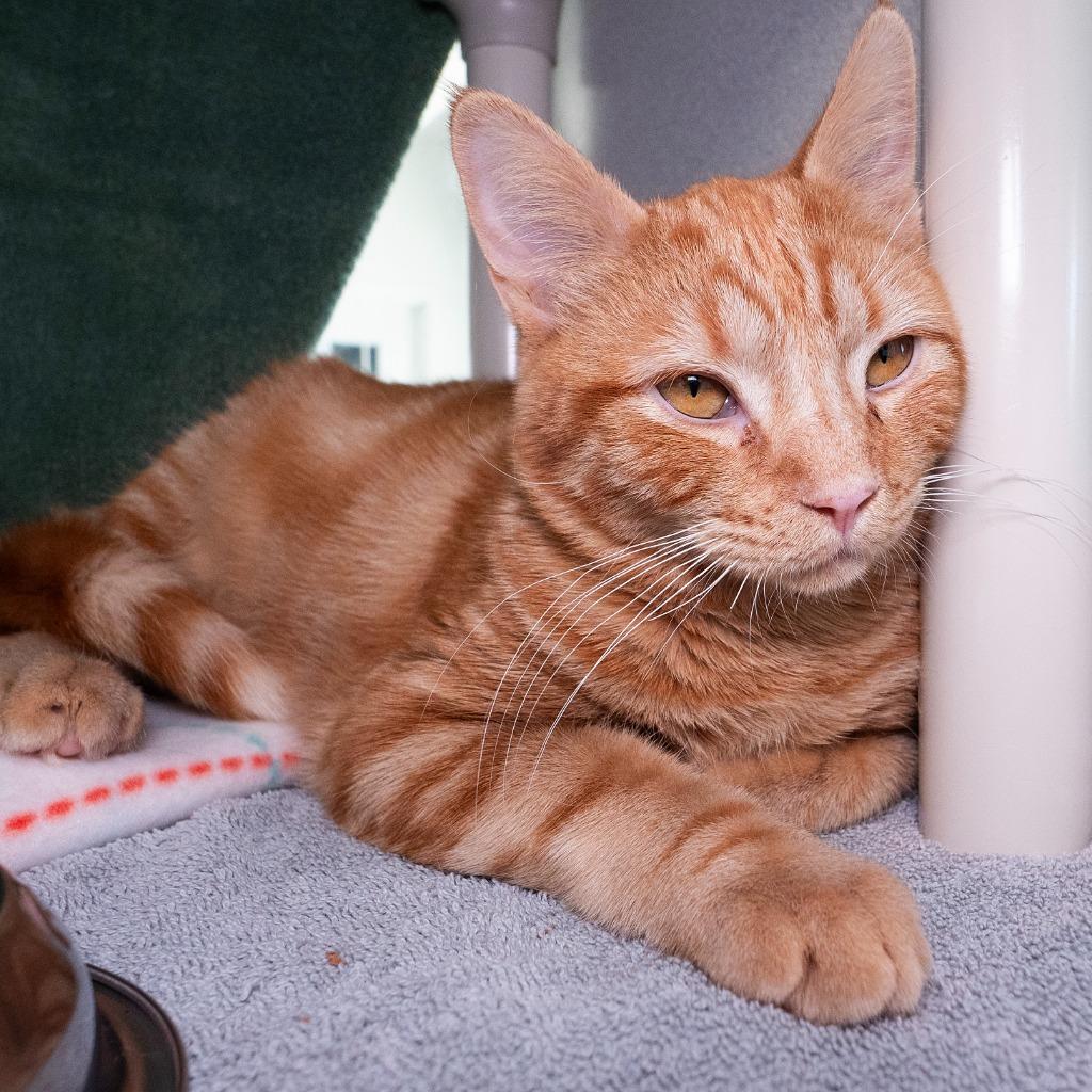 Walter Orange, a Adoptable mixed breed in Shoreline, WA image 2/4