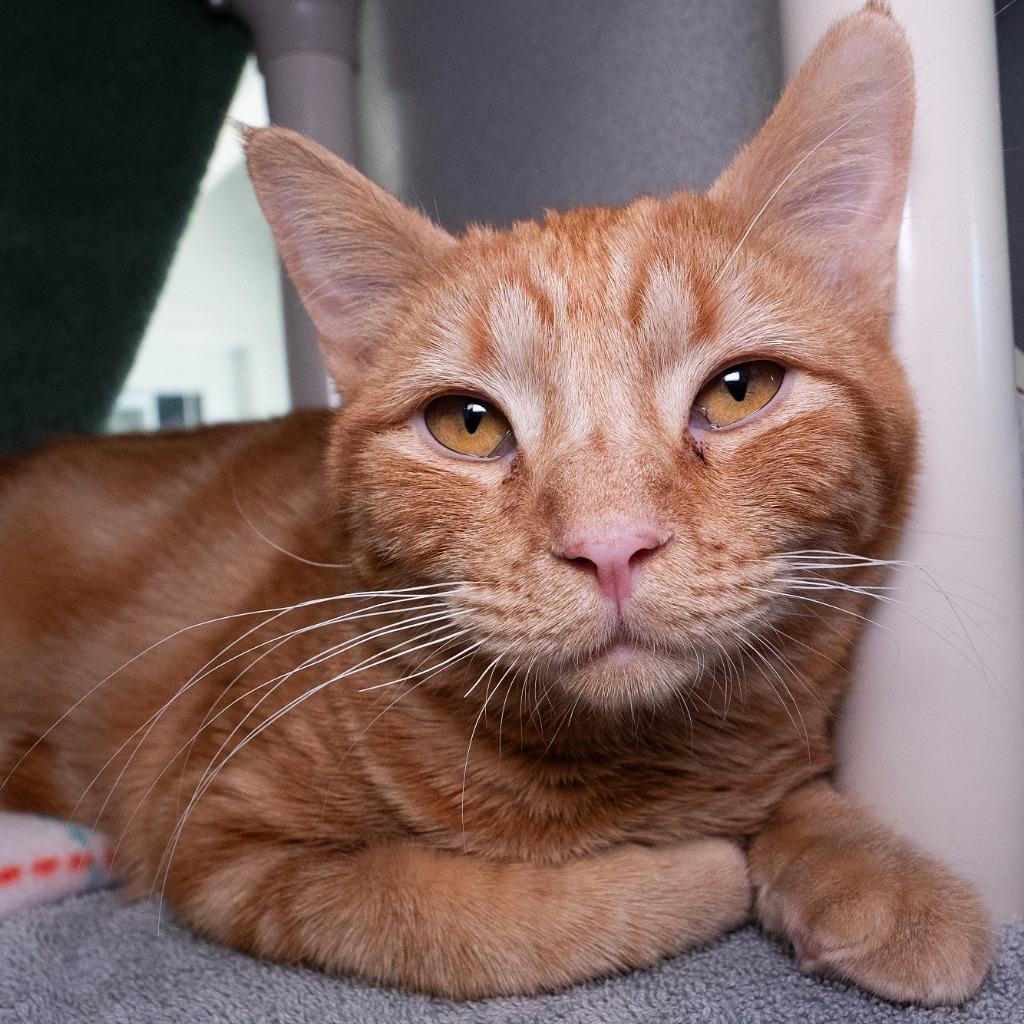 Walter Orange, a Adoptable mixed breed in Shoreline, WA image 3/4