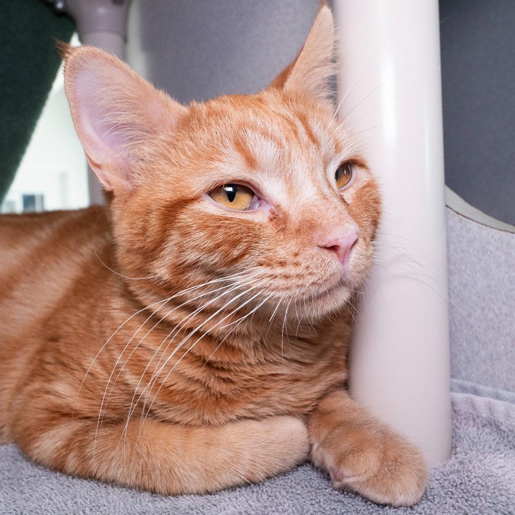 Walter Orange, a Adoptable mixed breed in Shoreline, WA image 4/4