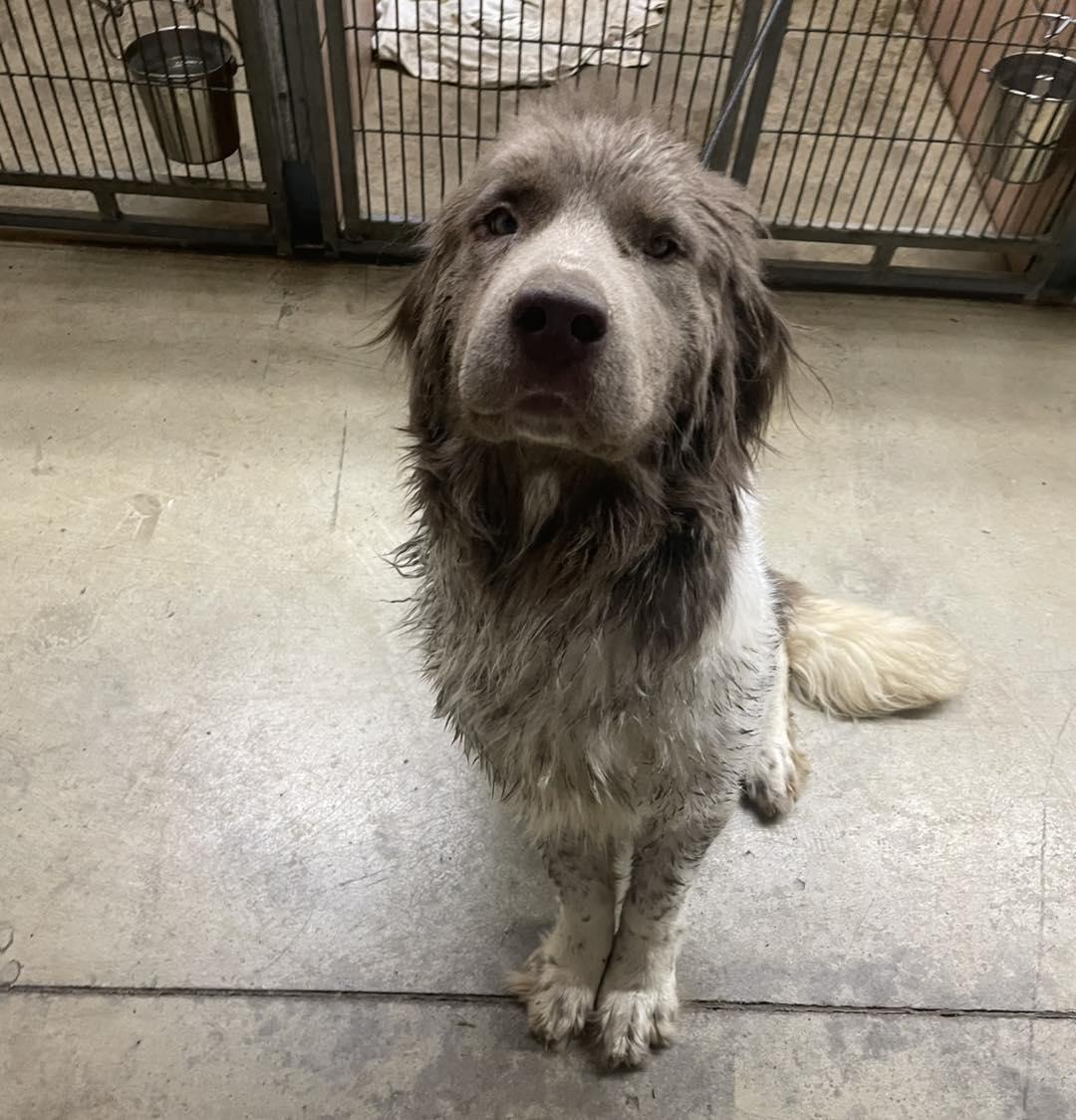 Misty, adopted, Adult Female Newfoundland Dog.