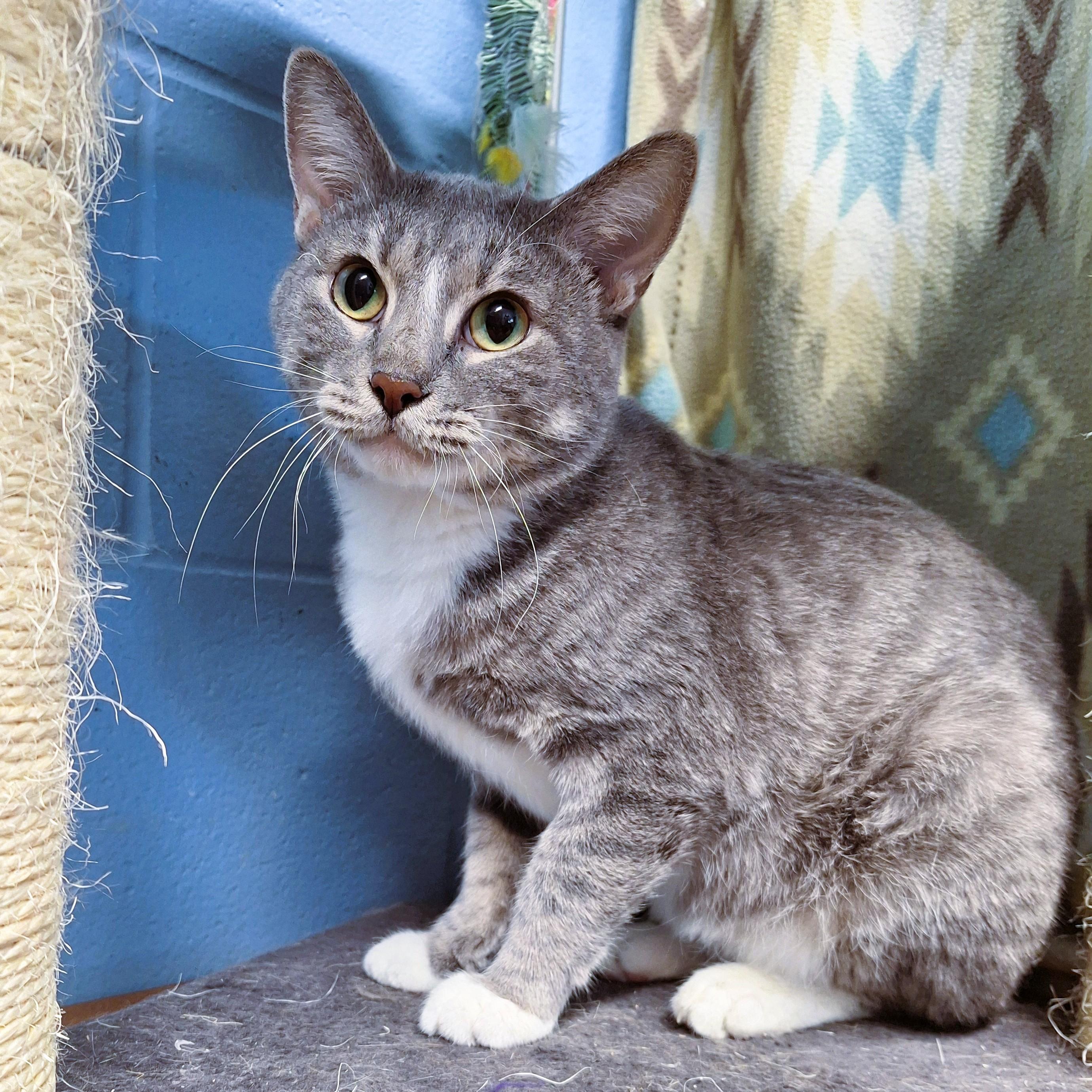 Sir Lancelot, adopted, Kitten Male Domestic Short Hair.