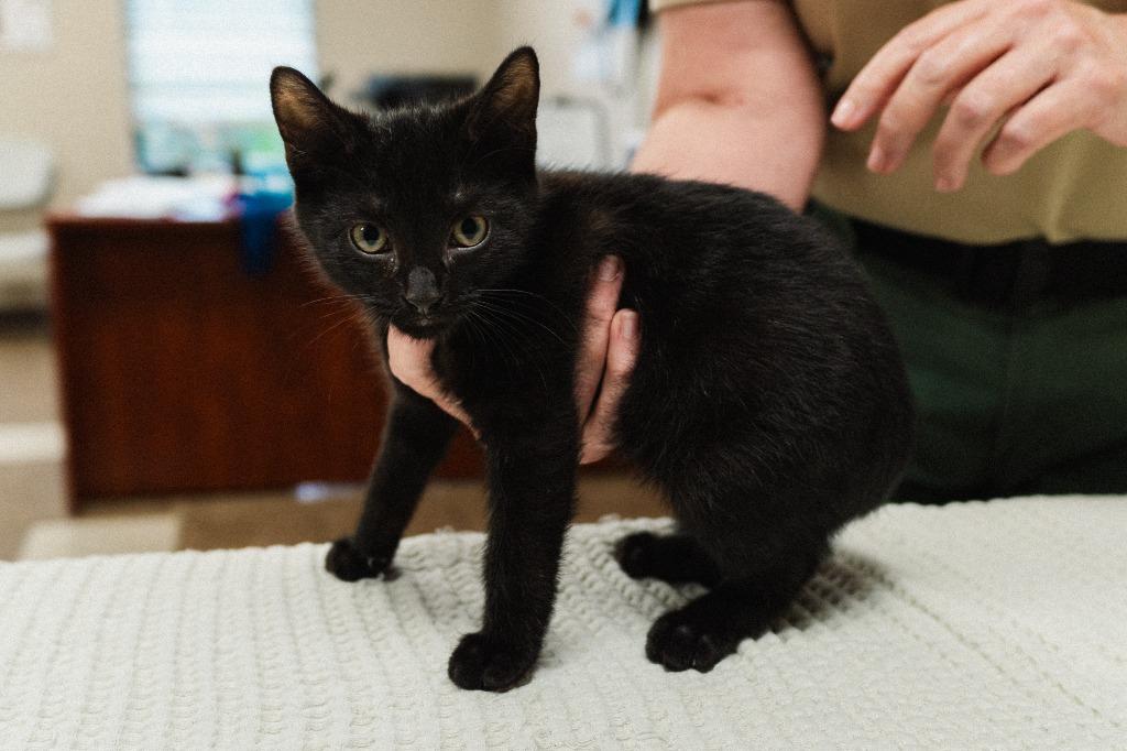 Allen Kitten 5(Aggie), Adoptable, Kitten Male Domestic Short Hair.
