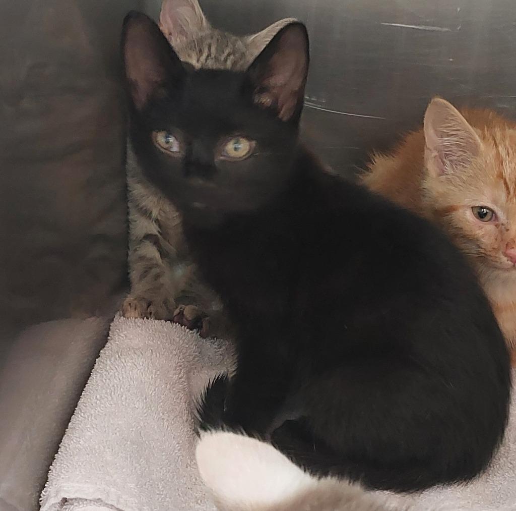 Allen Kitten 5(Aggie), a Adoptable mixed breed in Mocksville, NC image 2/4