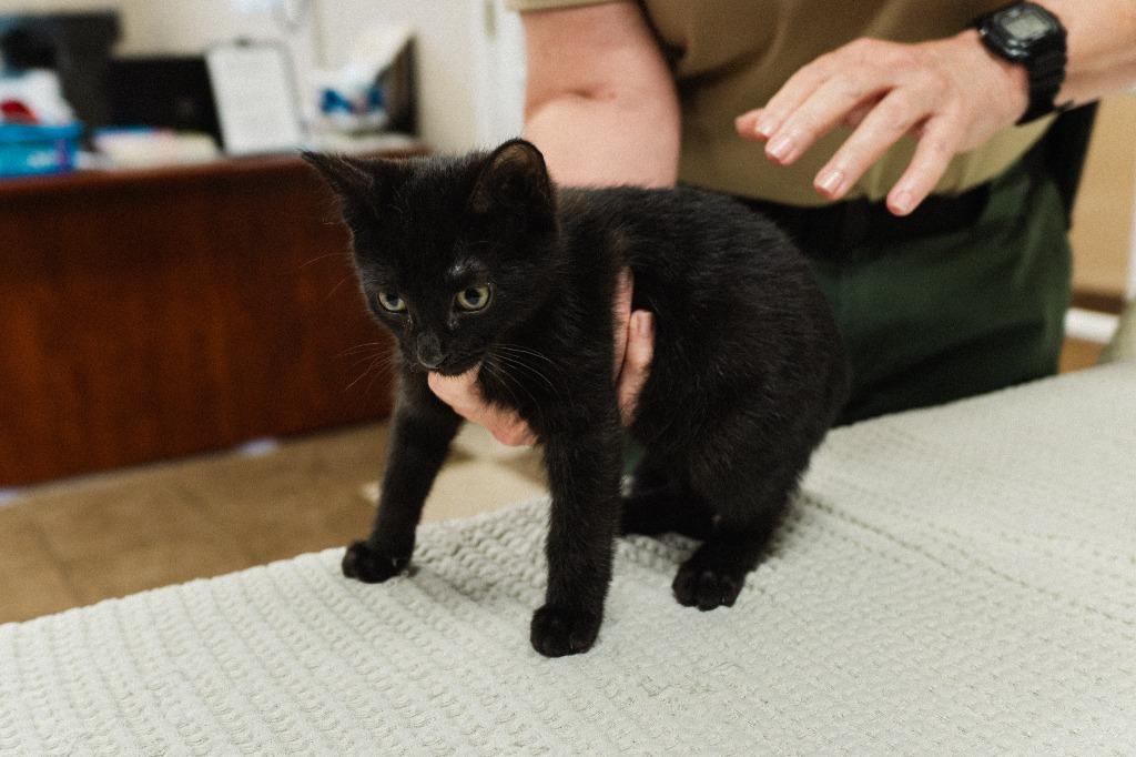 Allen Kitten 5(Aggie), a Adoptable mixed breed in Mocksville, NC image 3/4