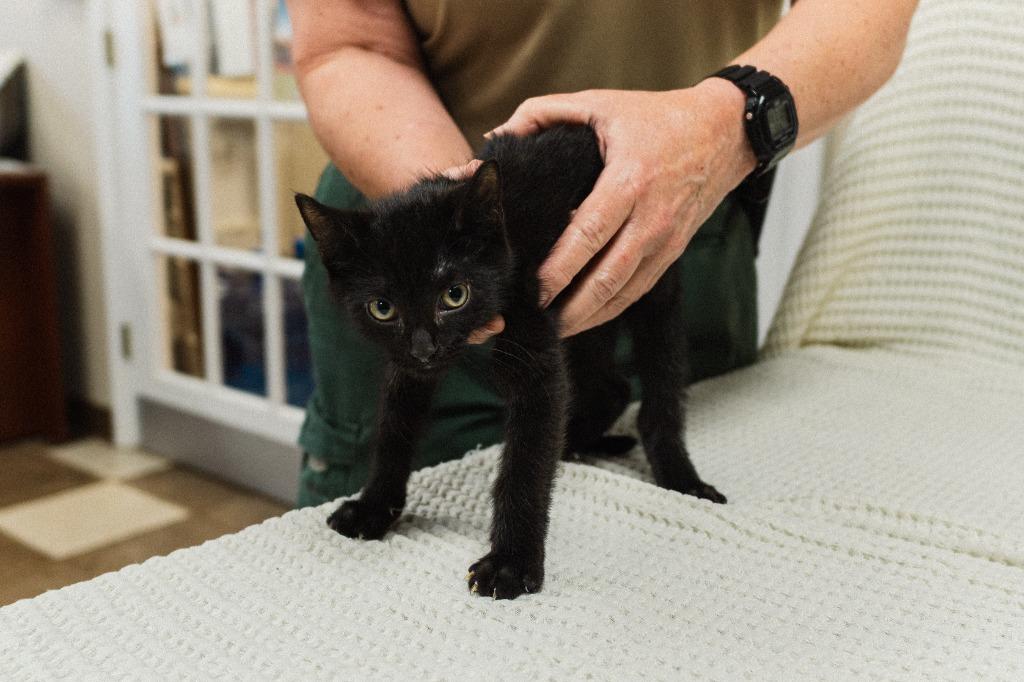 Allen Kitten 5(Aggie), a Adoptable mixed breed in Mocksville, NC image 4/4