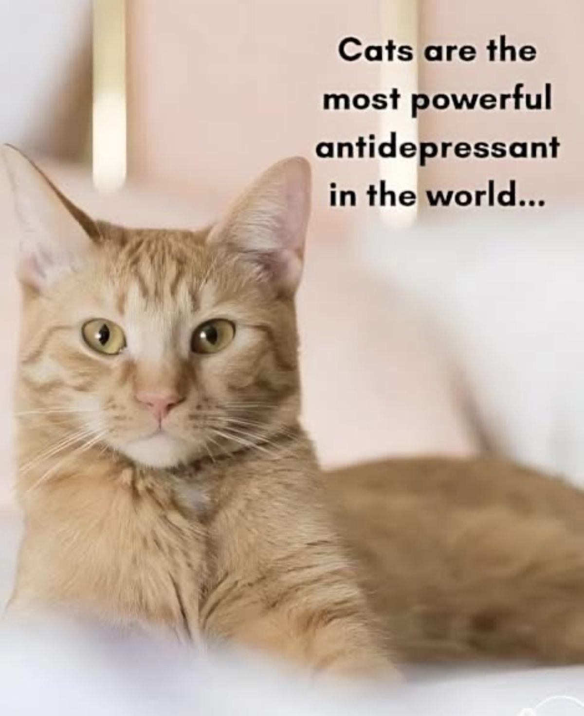 Meadow, a Adoptable Domestic Short Hair in Buchanan, TN image 1/5