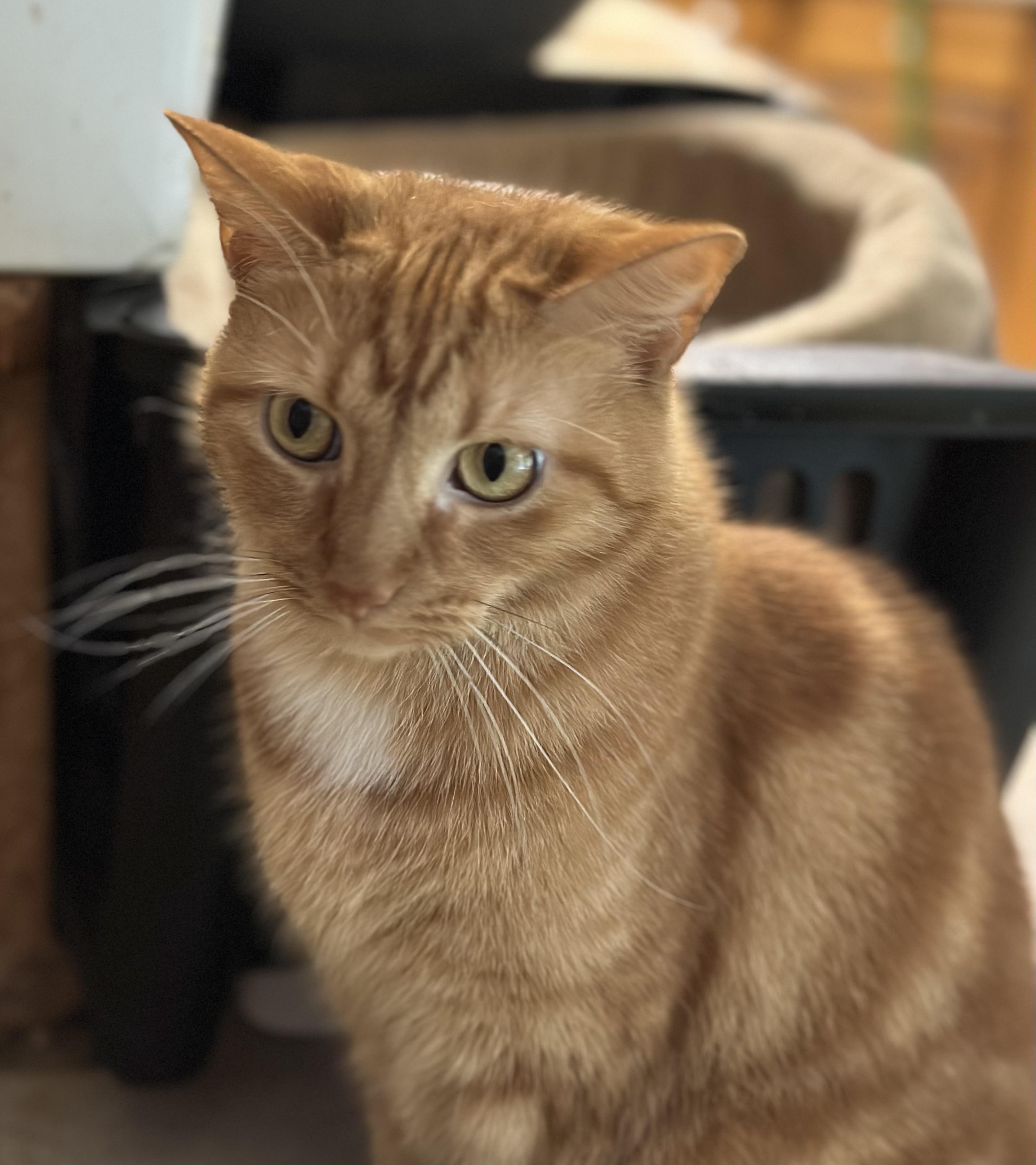 Meadow, a Adoptable Domestic Short Hair in Buchanan, TN image 3/5