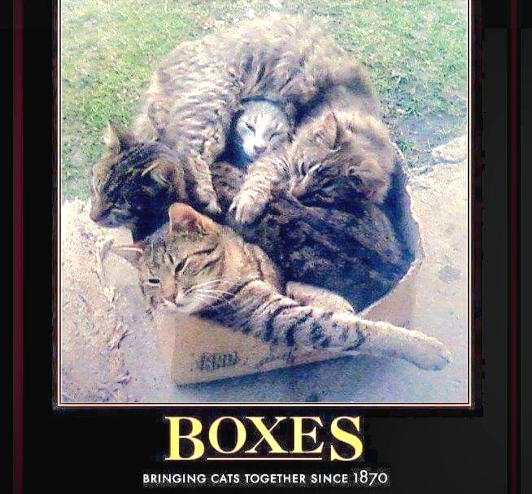 Meadow, a Adoptable Domestic Short Hair in Buchanan, TN image 4/5