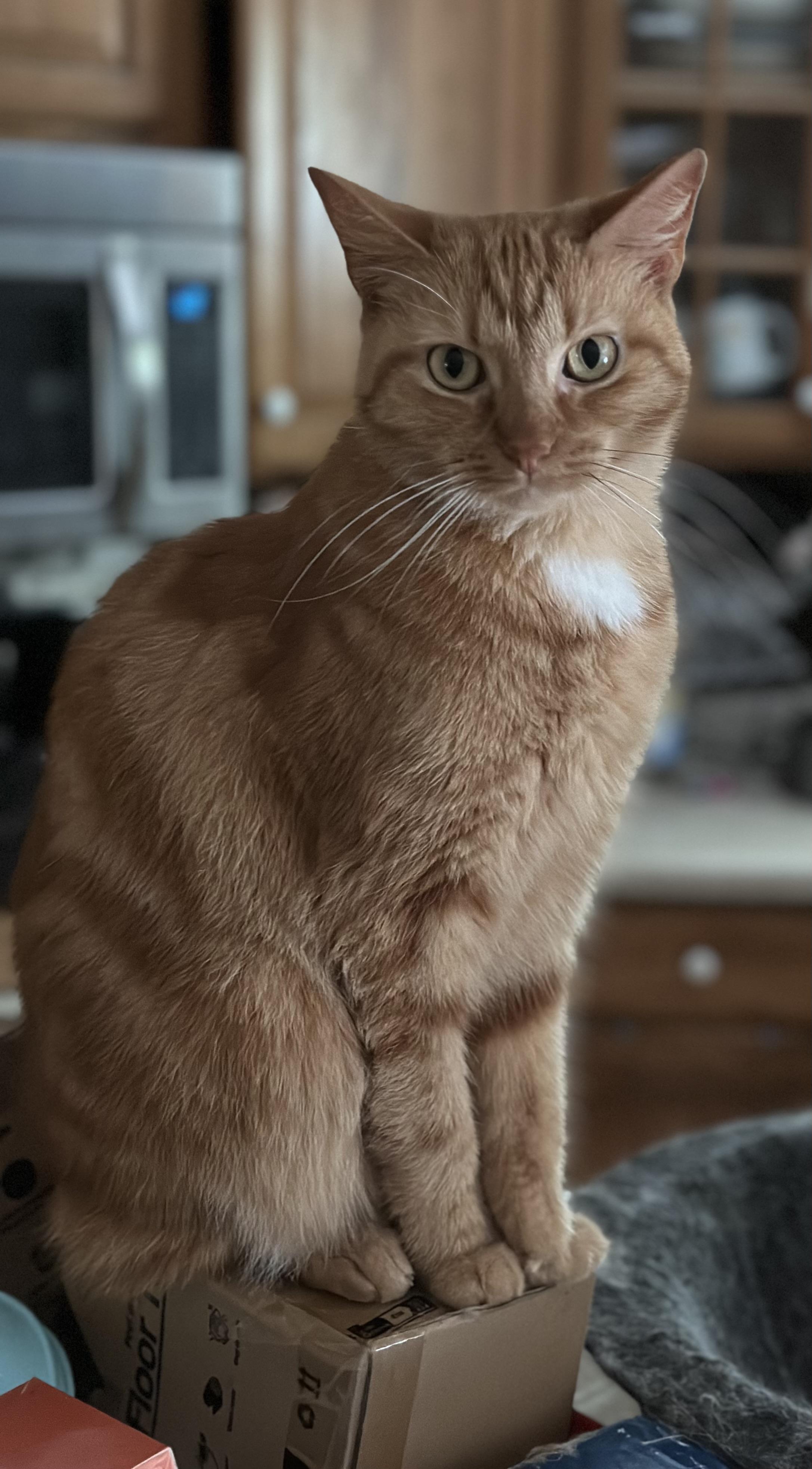 Meadow, a Adoptable Domestic Short Hair in Buchanan, TN image 5/5