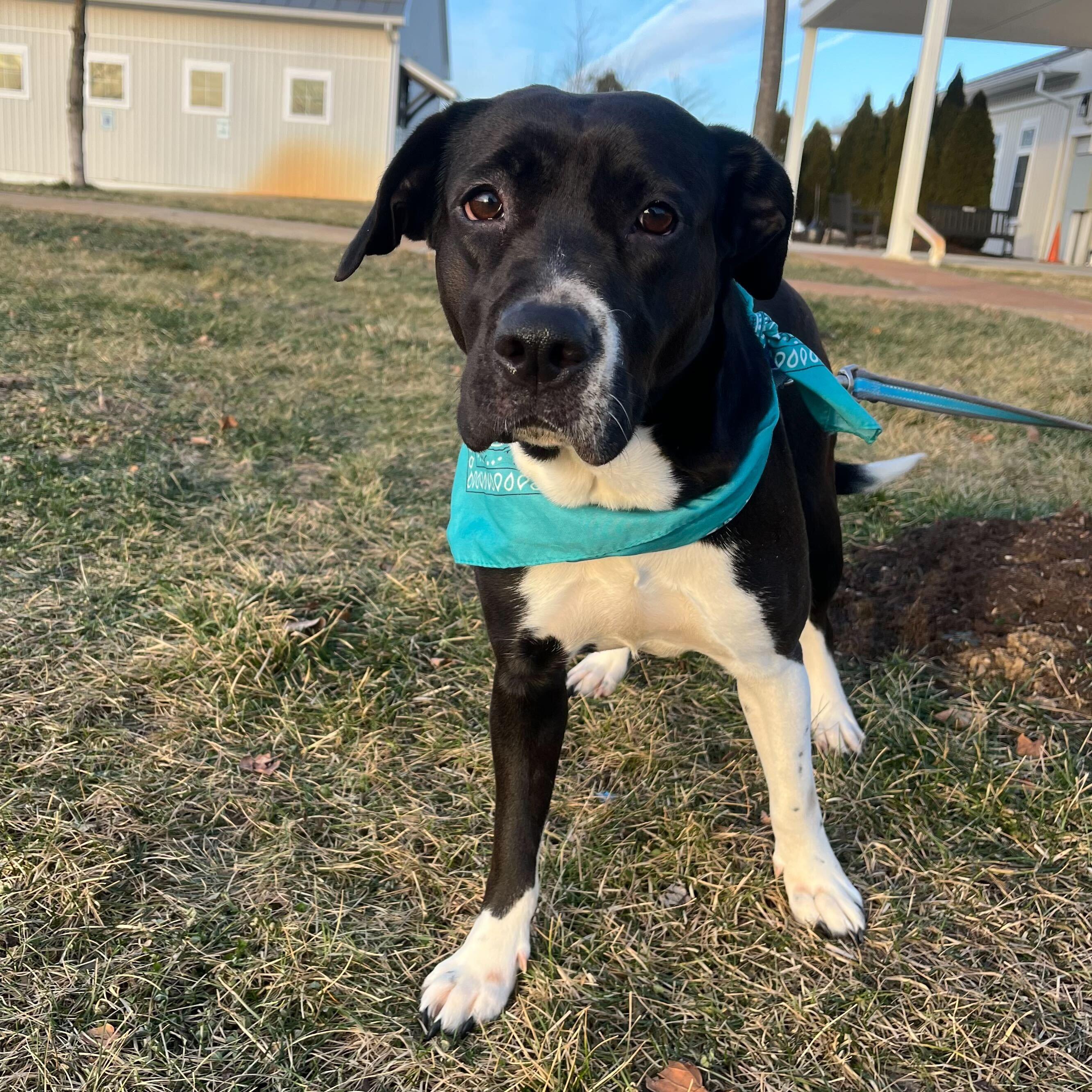 Jane , a ADOPTABLE Mixed Breed in Canal Winchester, OH image 2/4