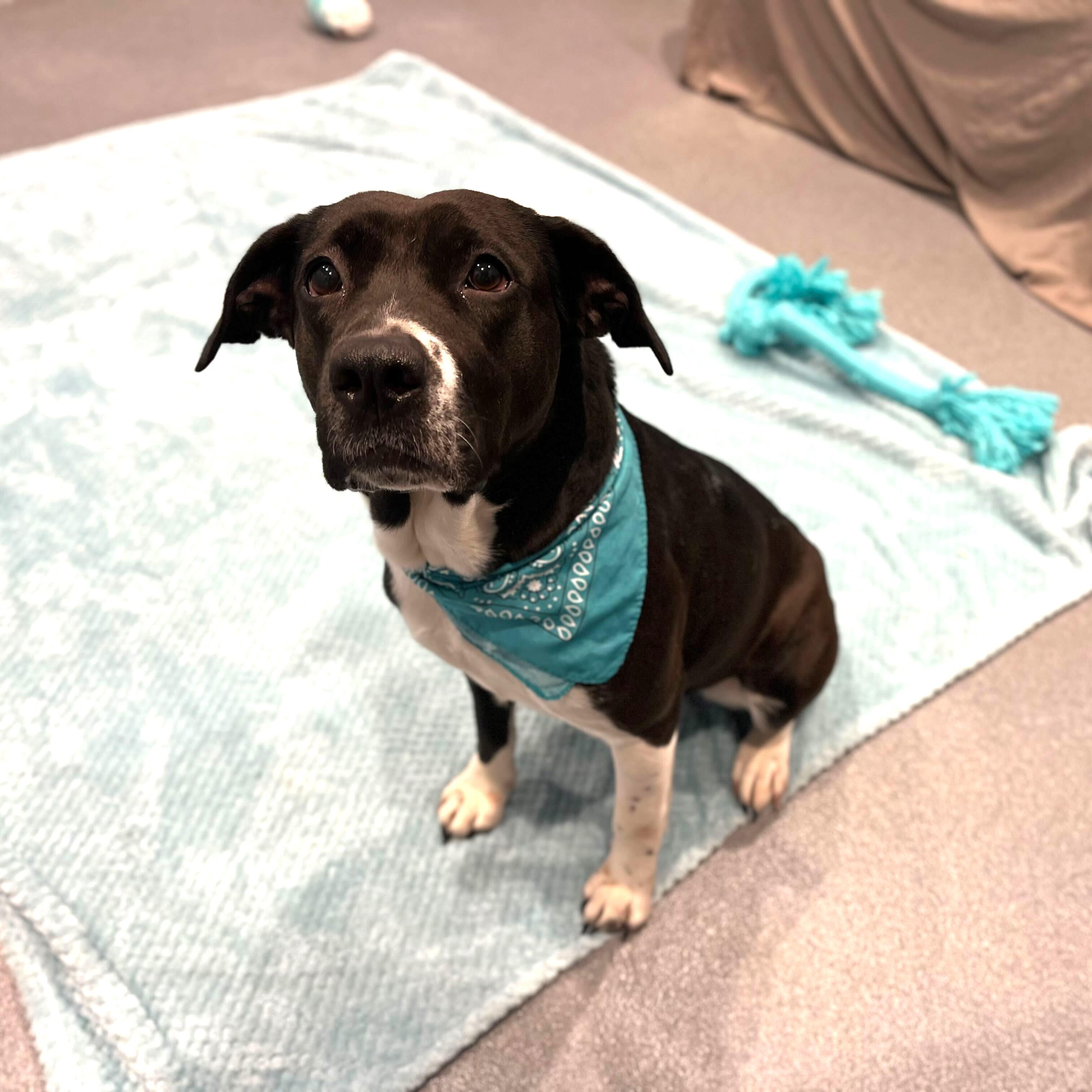 Jane , a ADOPTABLE Mixed Breed in Canal Winchester, OH image 4/4