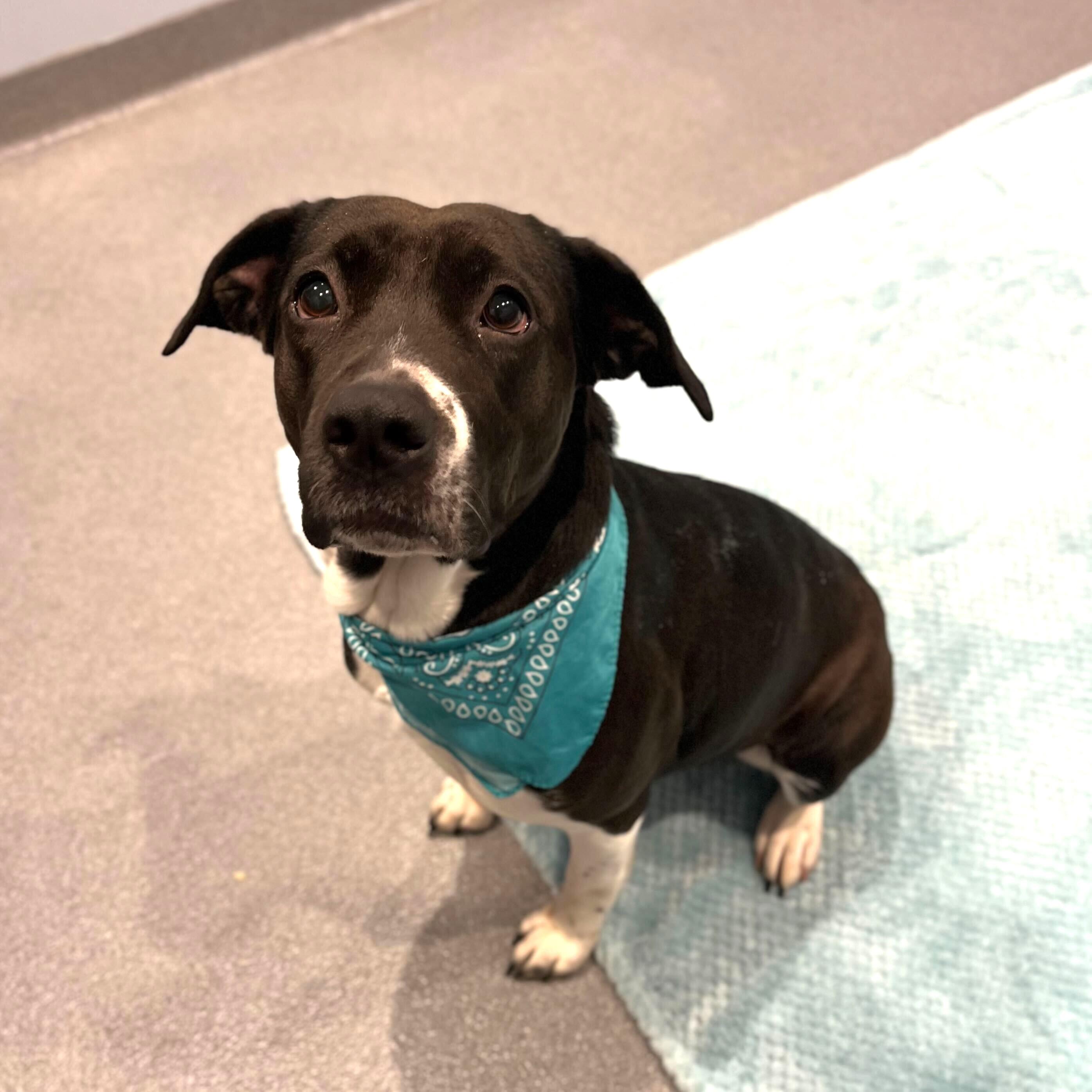 Jane  , ADOPTABLE, Adult Female Mixed Breed.