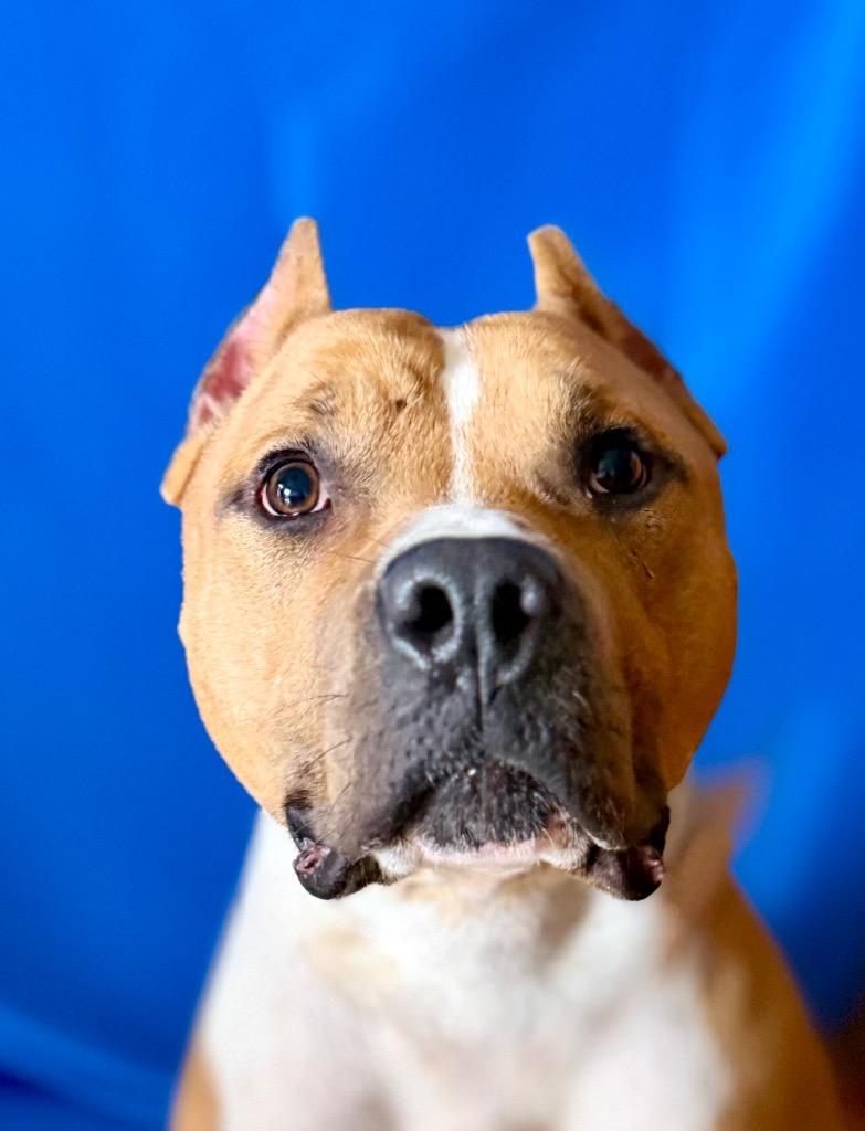 BASS, Adoptable, Adult Male Terrier.