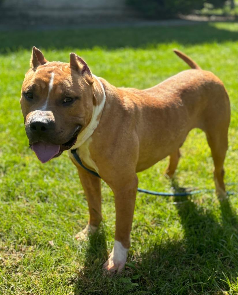 Enlarge BASS, a Adoptable Terrier in Wintersville, OH image 2/6