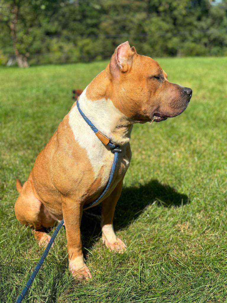 Enlarge BASS, a Adoptable Terrier in Wintersville, OH image 6/6