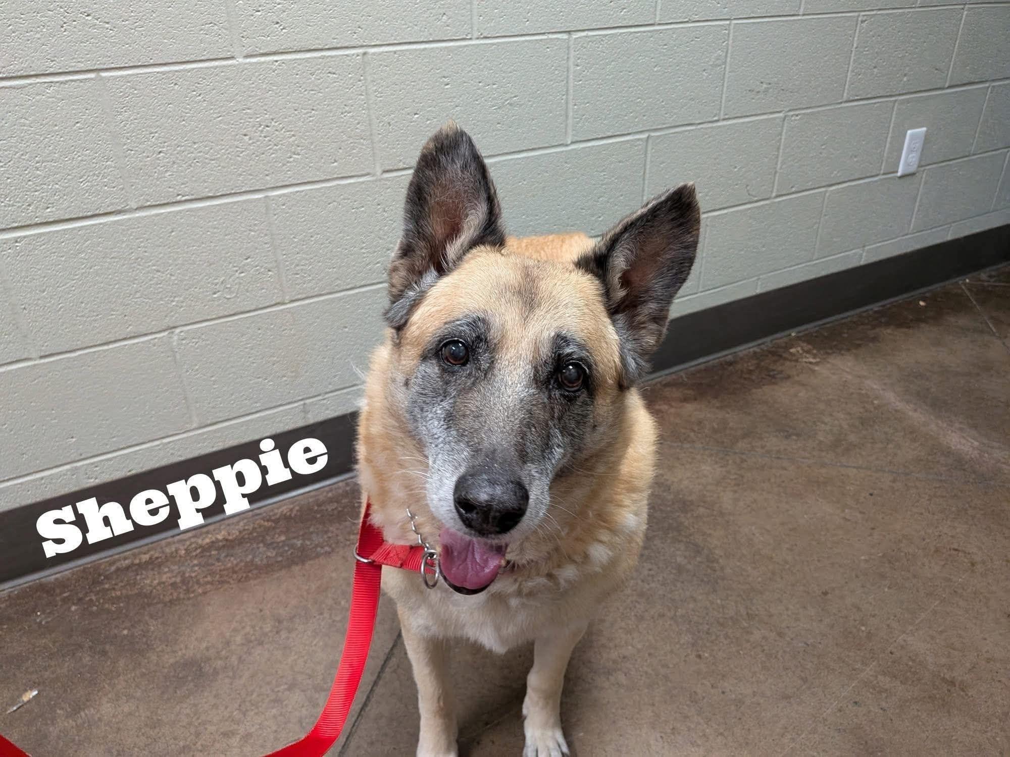 Enlarge Sheppie, an adopted German Shepherd Dog in Watertown, WI image 1/1