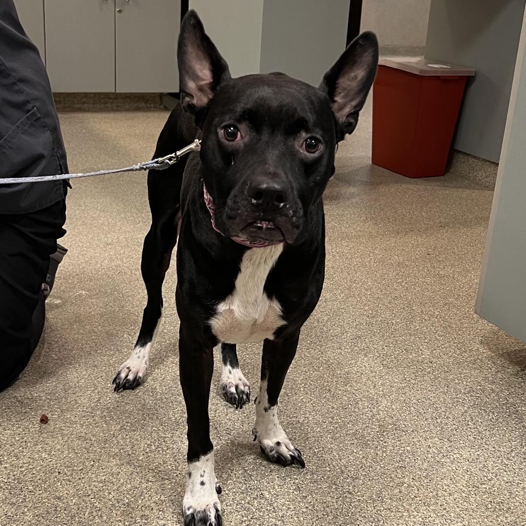 Enlarge Hera, a Adoptable Mixed Breed in Jacksonville, FL image 1/2