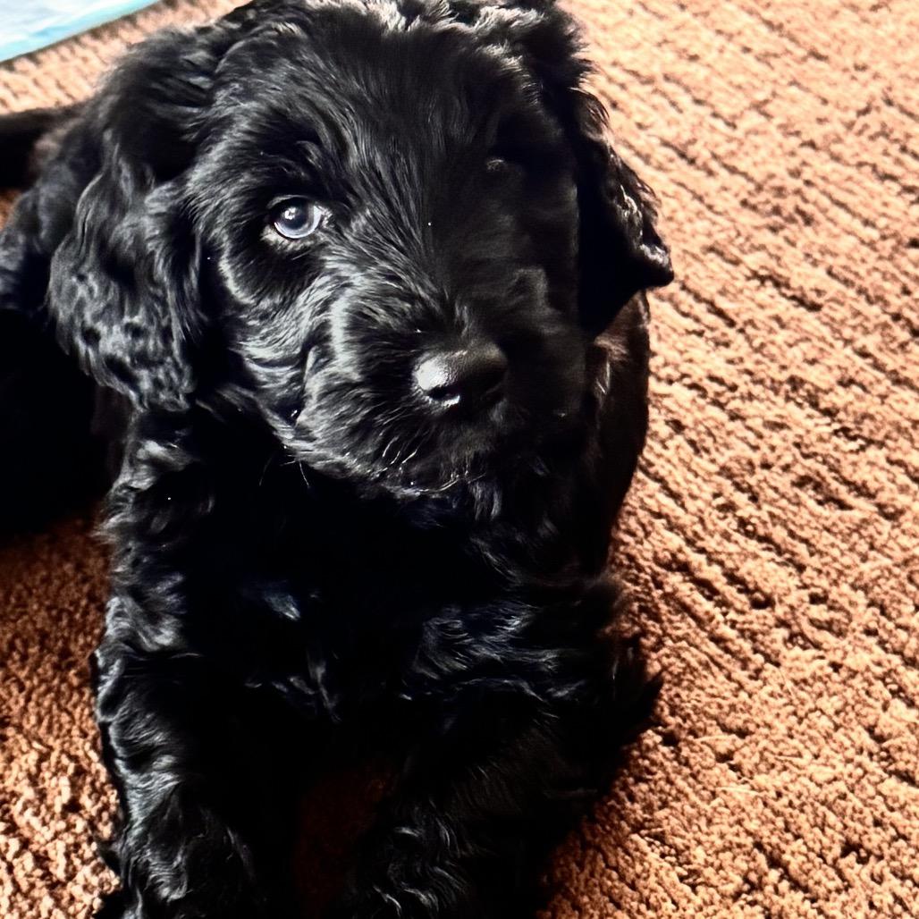 JACK, Adoptable, Puppy Male Poodle & Golden Retriever.