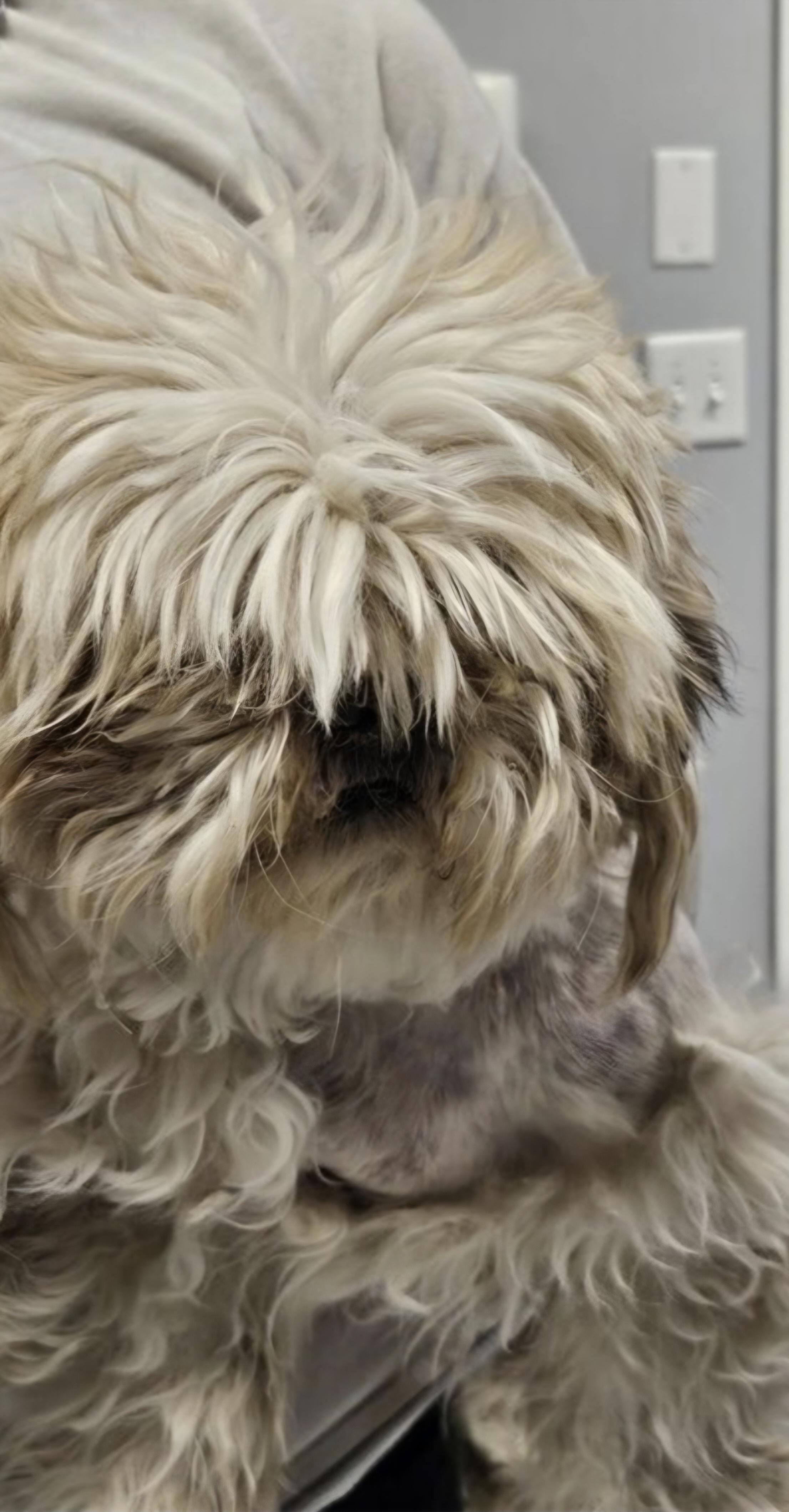 Enlarge Sid, an adopted mixed breed in Salt Lake City, UT image 2/2
