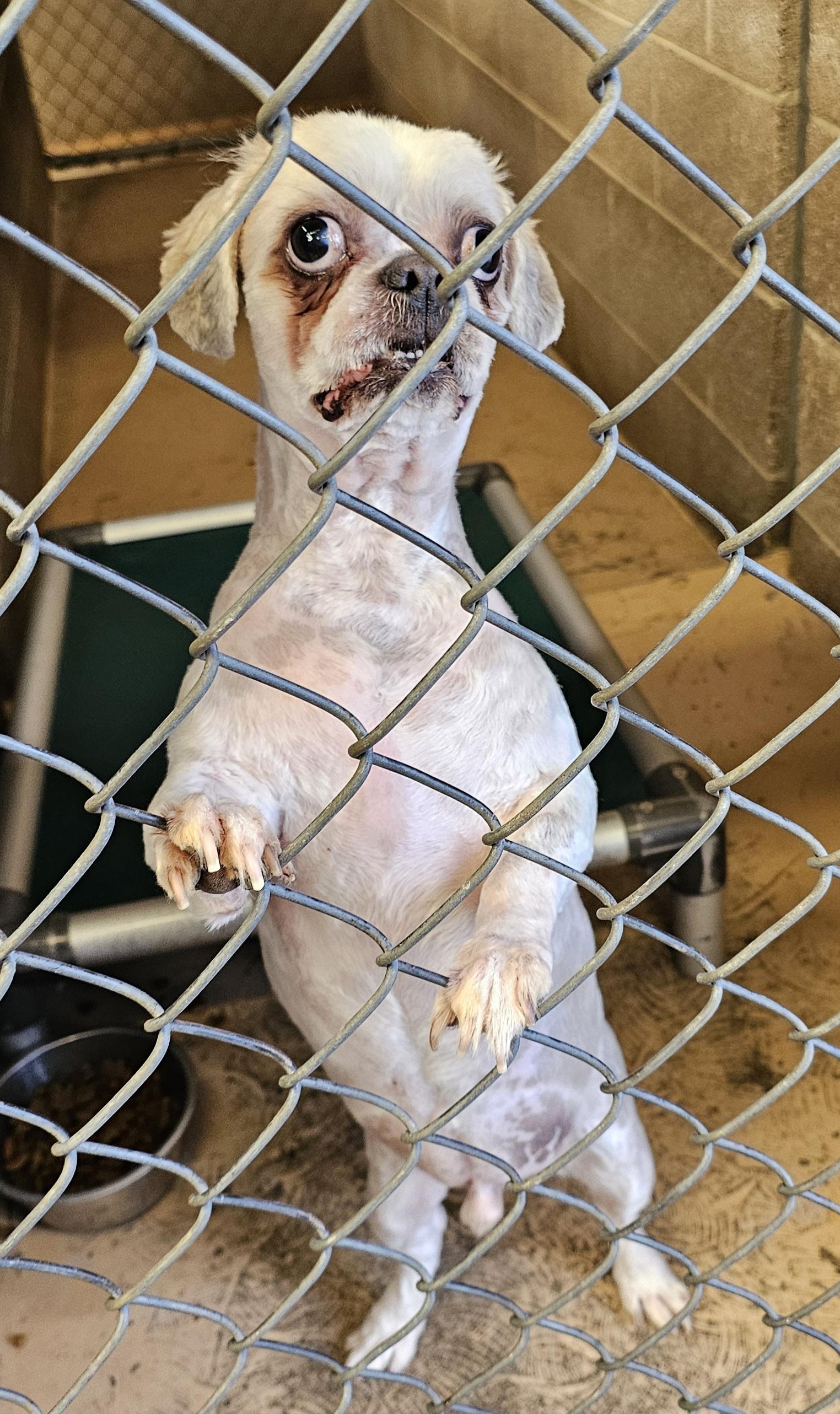 Enlarge Sid, an adopted mixed breed in Salt Lake City, UT image 1/2